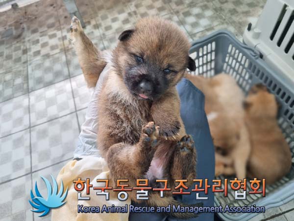 한국동물구조관리협회_441409202400926